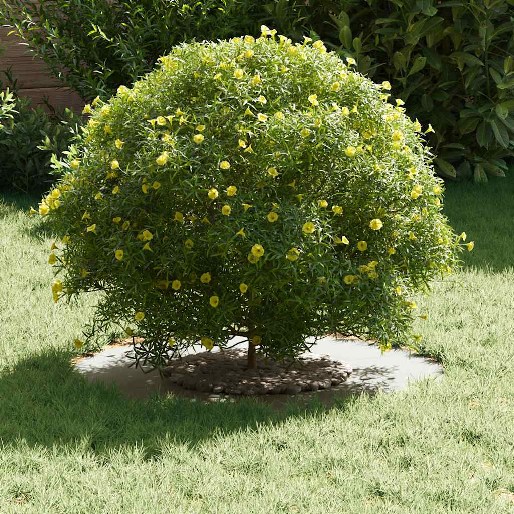 vidaXL κατάλληλο για δαχτυλίδι επίπεδου δέντρου Λευκό Ø30 / 60 εκ.