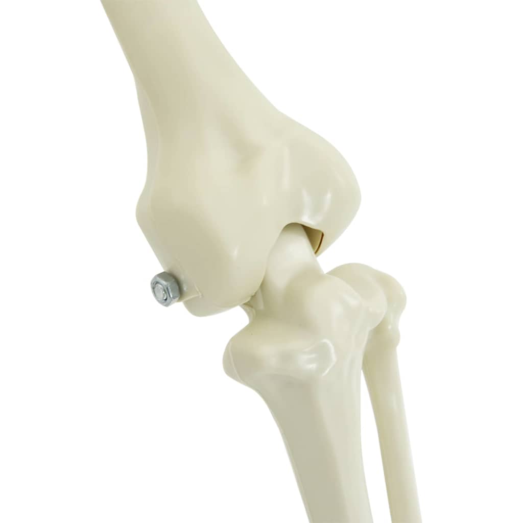 vidaXL Διακόσμηση Χάλογουιν Σκελετός 2 pcs Λευκό Πολυπροπυλένιο