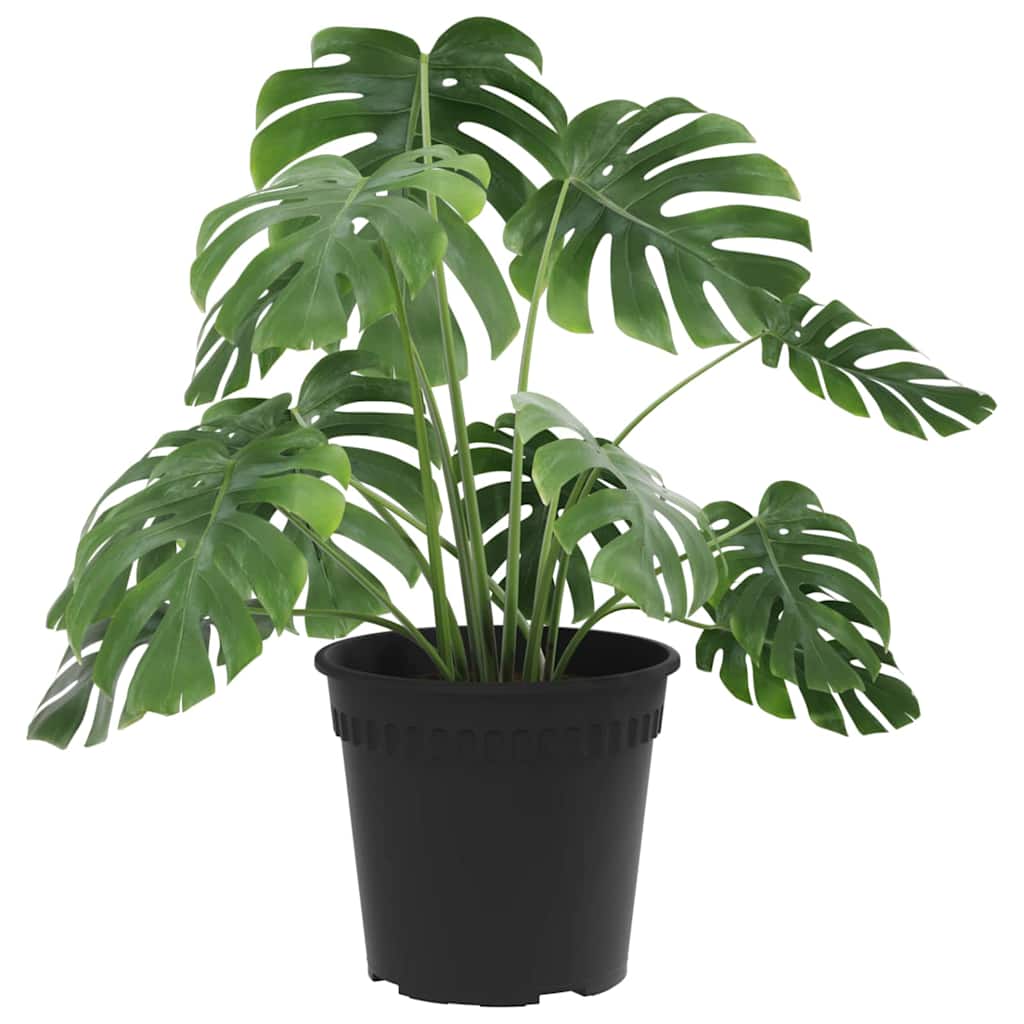 vidaXL Στρογγυλή Γλάστρα Λουλουδιών 24 pcs Μαύρο Ø 17 x 14 εκ Πλαστικό